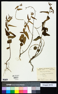 Tragia urticifolia image