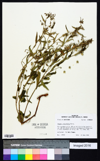 Tragia urticifolia image