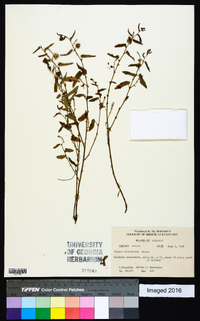 Tragia urticifolia image