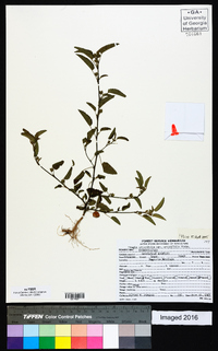 Tragia urticifolia image