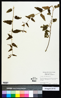 Tragia urticifolia image