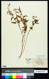 Tragia betonicifolia image