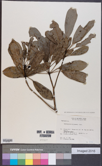 Daphniphyllum teijsmannii image