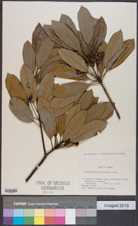 Daphniphyllum teijsmannii image