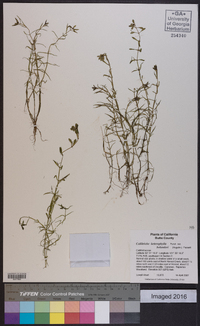 Callitriche heterophylla subsp. bolanderi image