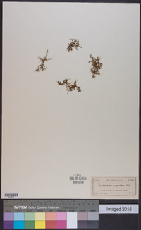 Callitriche peploides image