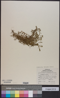 Callitriche terrestris image
