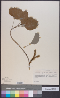 Pachysandra procumbens image