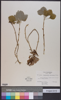 Pachysandra procumbens image