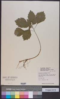 Pachysandra procumbens image