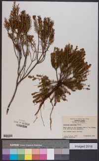 Ceratiola ericoides image