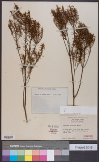Ceratiola ericoides image