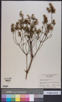 Ceratiola ericoides image