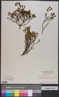 Corema conradii image