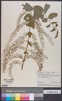 Coriaria arborea image