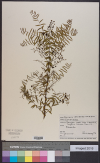 Image of Coriaria pteridoides