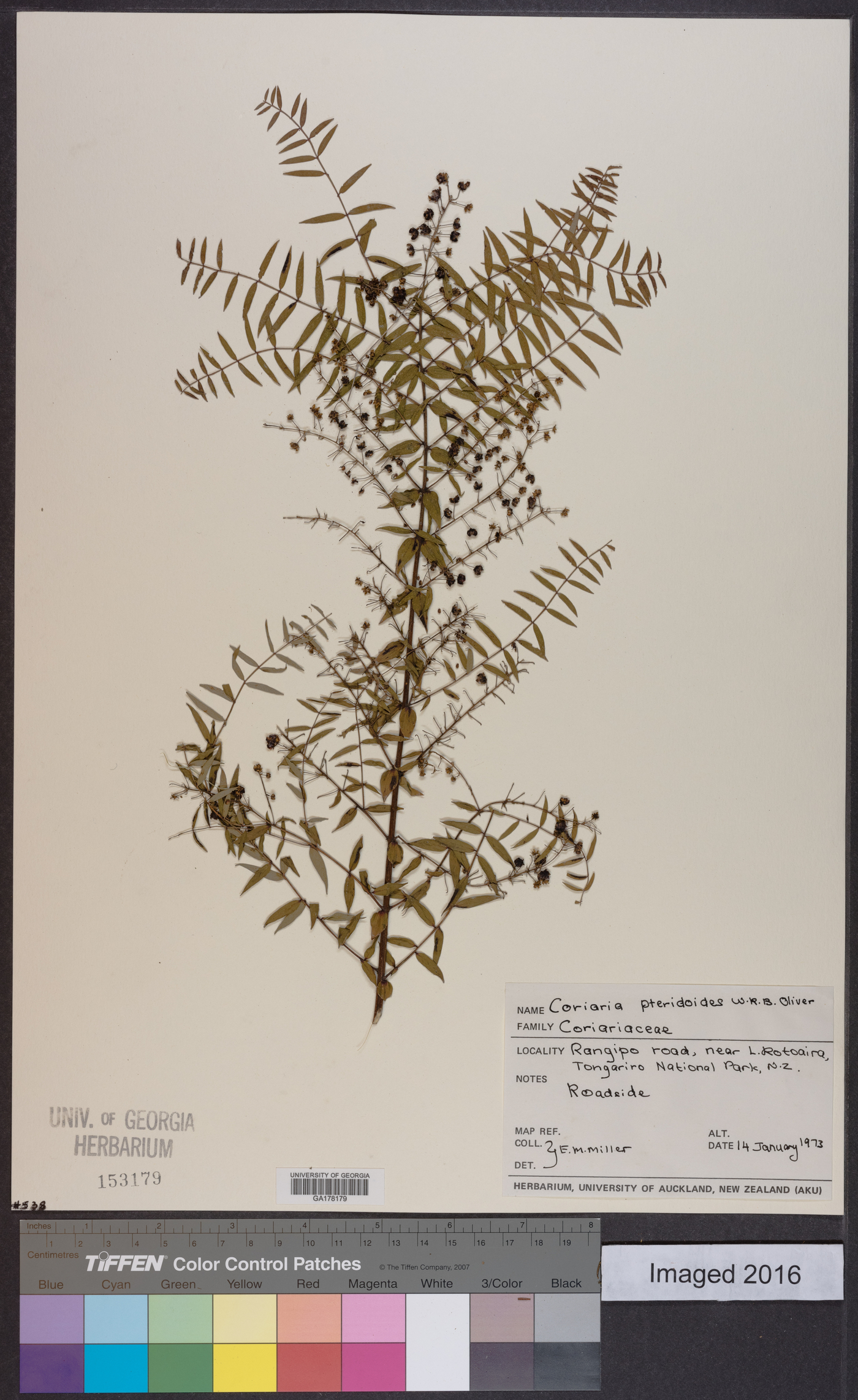 Coriaria pteridoides image