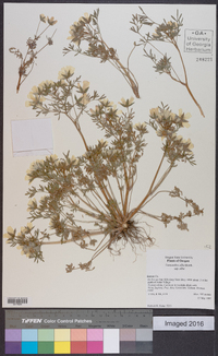 Limnanthes alba subsp. alba image