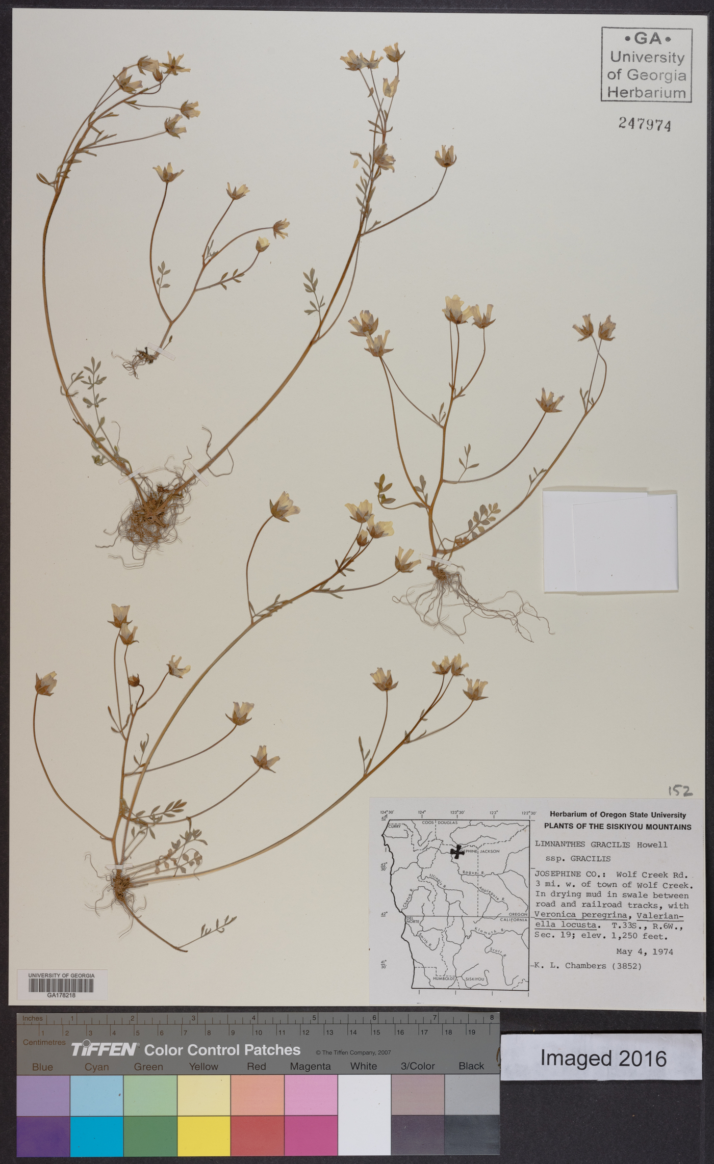 Limnanthes gracilis subsp. gracilis image