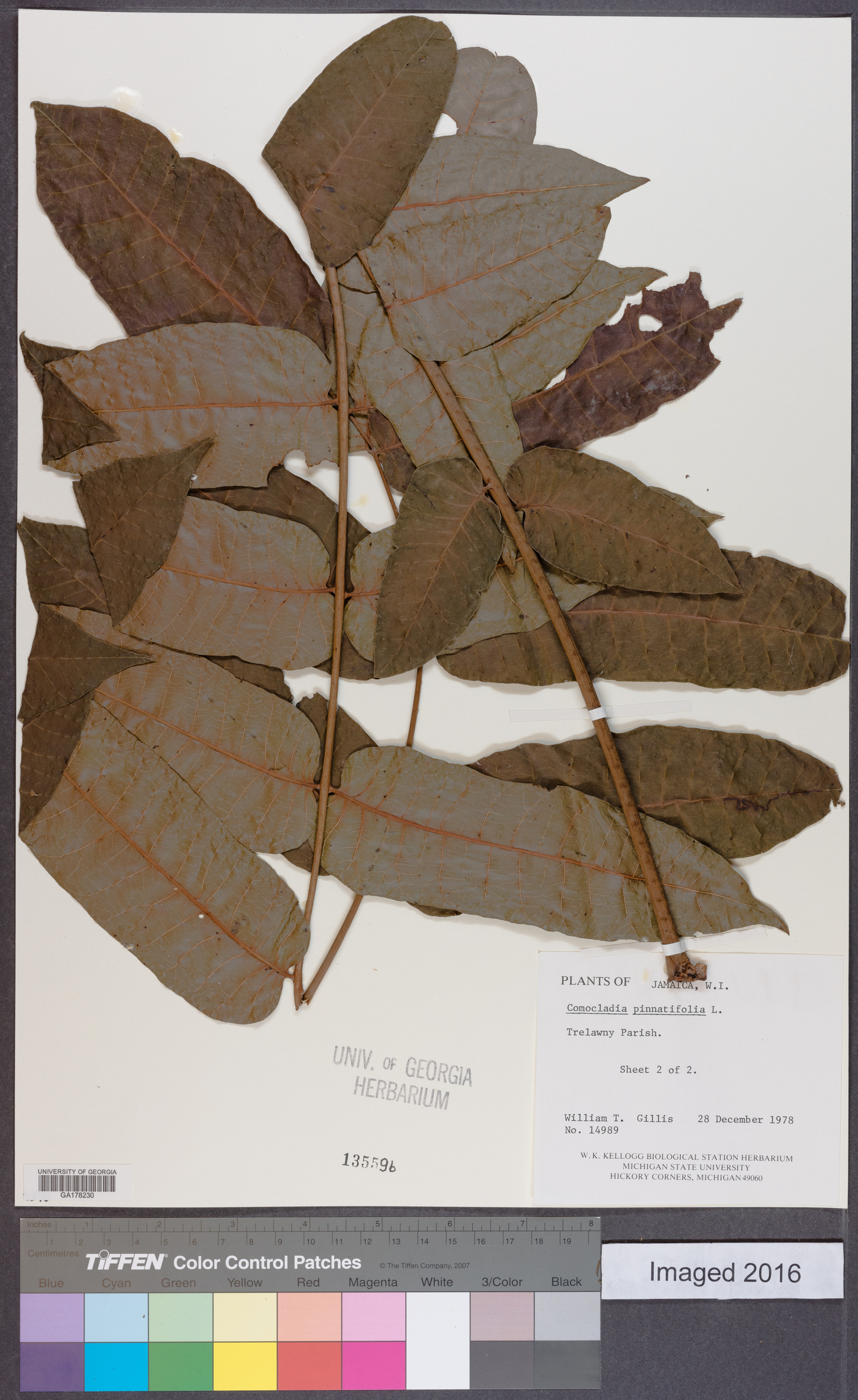Comocladia pinnatifolia image