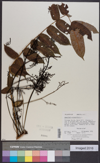 Comocladia pinnatifolia image