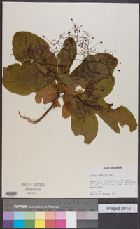 Cotinus obovatus image