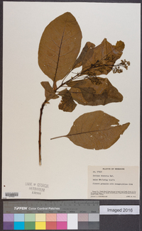 Cotinus obovatus image