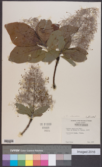 Cotinus obovatus image