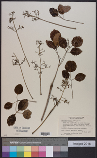 Metopium brownei image