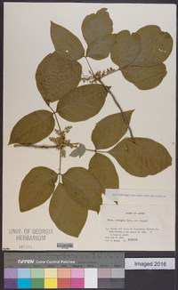 Toxicodendron orientale image