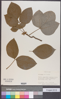 Toxicodendron orientale image