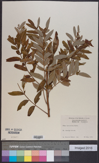 Rhus lanceolata image