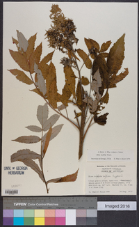 Rhus typhina image