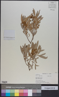Image of Rhus angustifolia