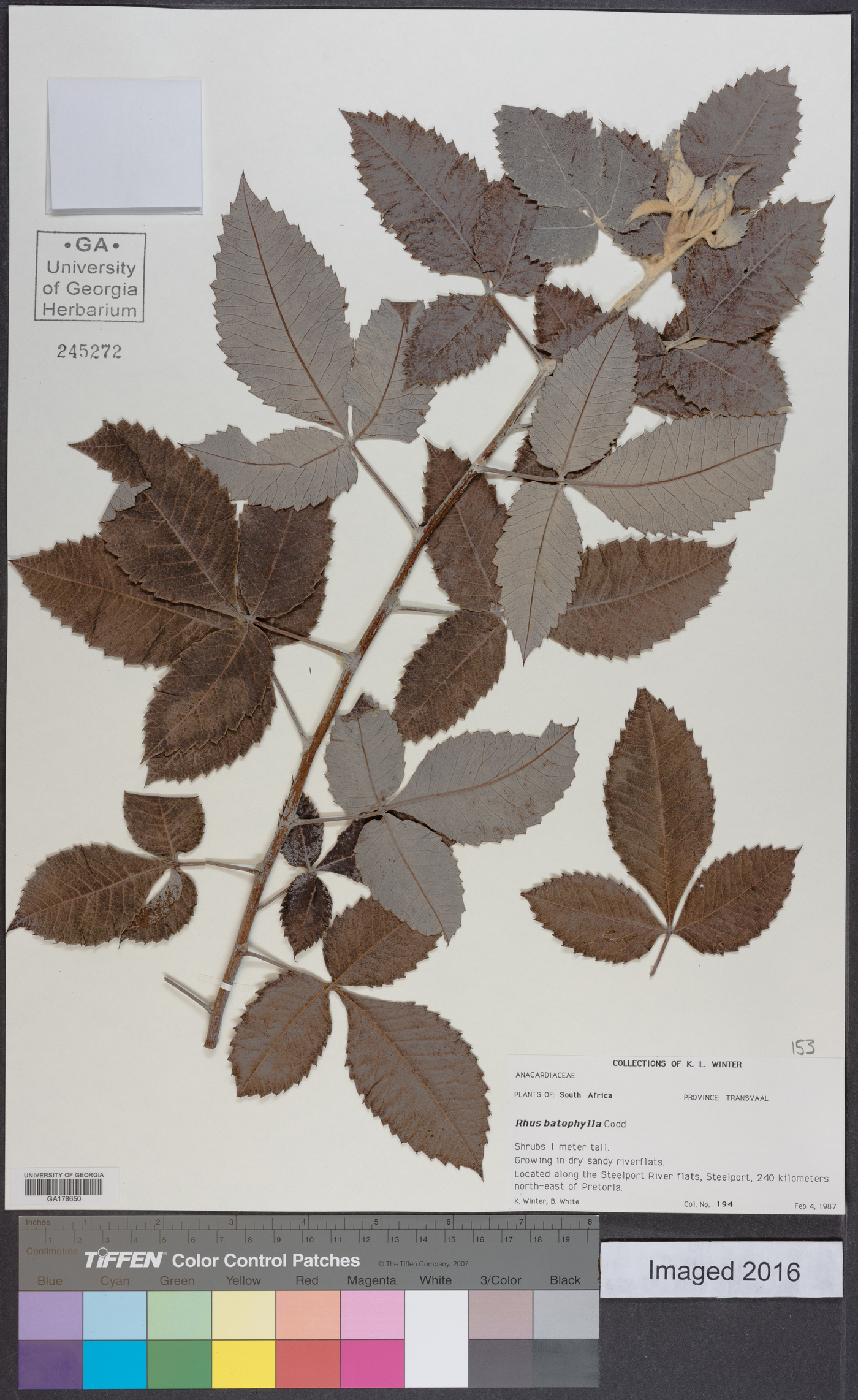 Searsia batophylla image