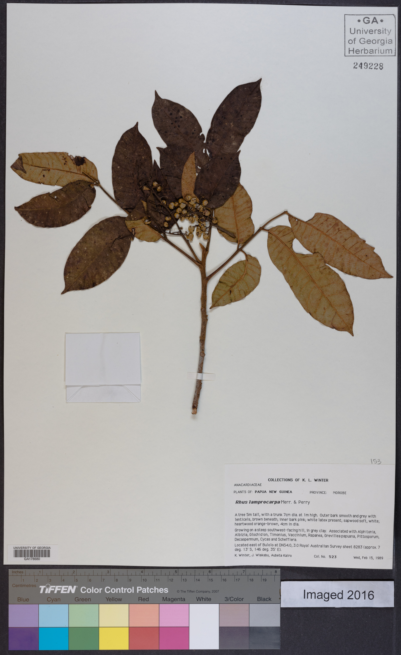 Rhus lamprocarpa image