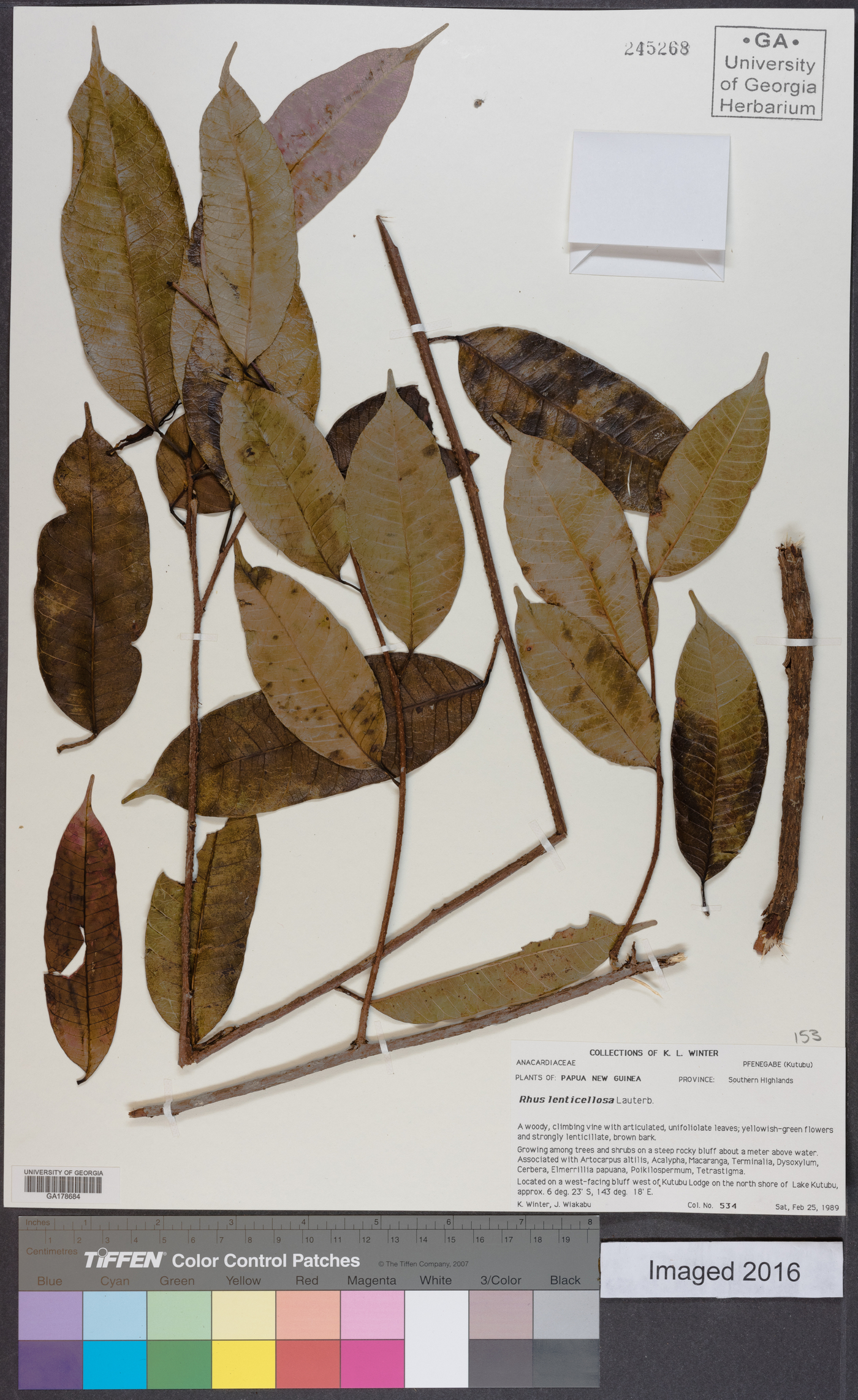Rhus lenticellosa image