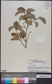 Rhus ovata image