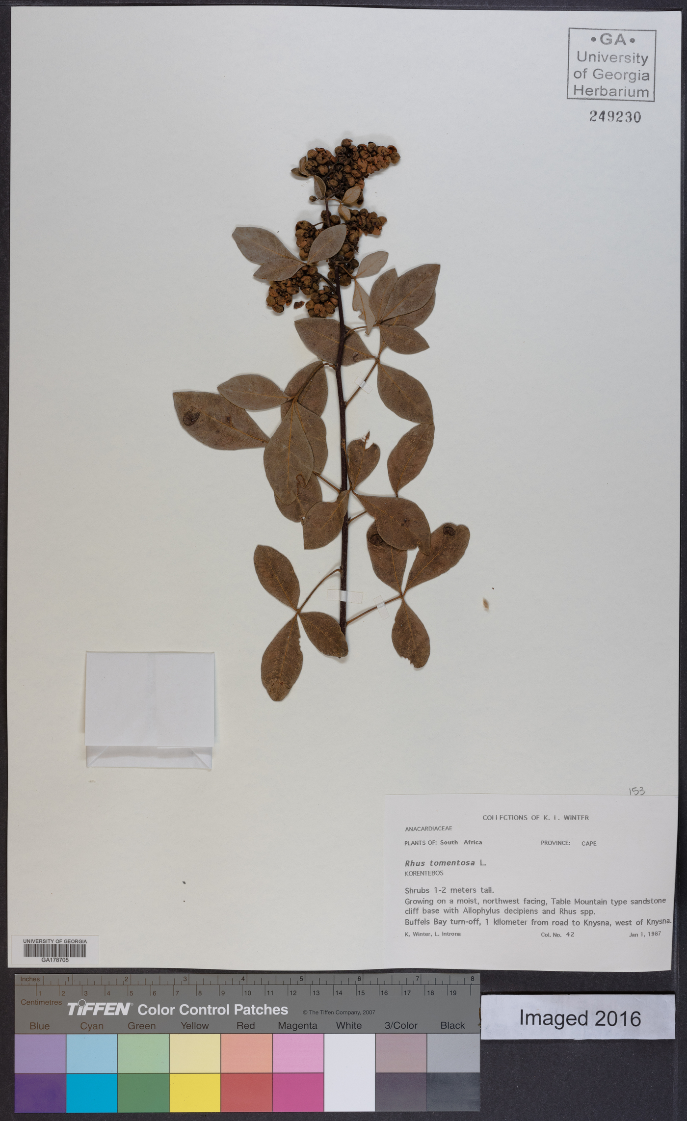 Searsia tomentosa image