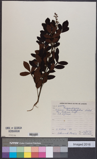 Schinus terebinthifolius image