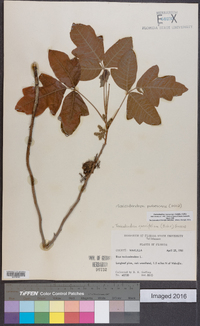 Toxicodendron pubescens image