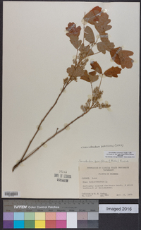 Toxicodendron pubescens image