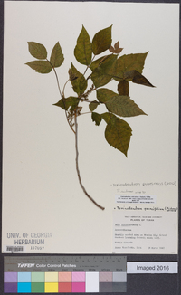 Toxicodendron pubescens image