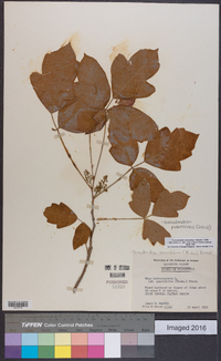 Toxicodendron pubescens image