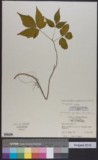 Toxicodendron pubescens image