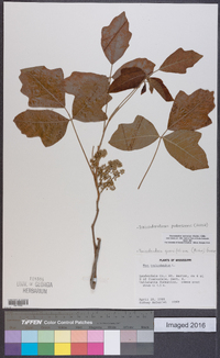 Toxicodendron pubescens image