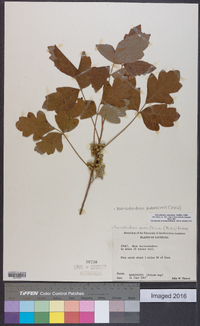 Toxicodendron pubescens image