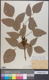 Toxicodendron radicans subsp. radicans image