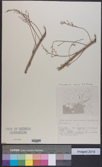 Toxicodendron vernix image