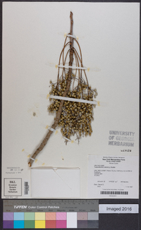 Toxicodendron vernix image